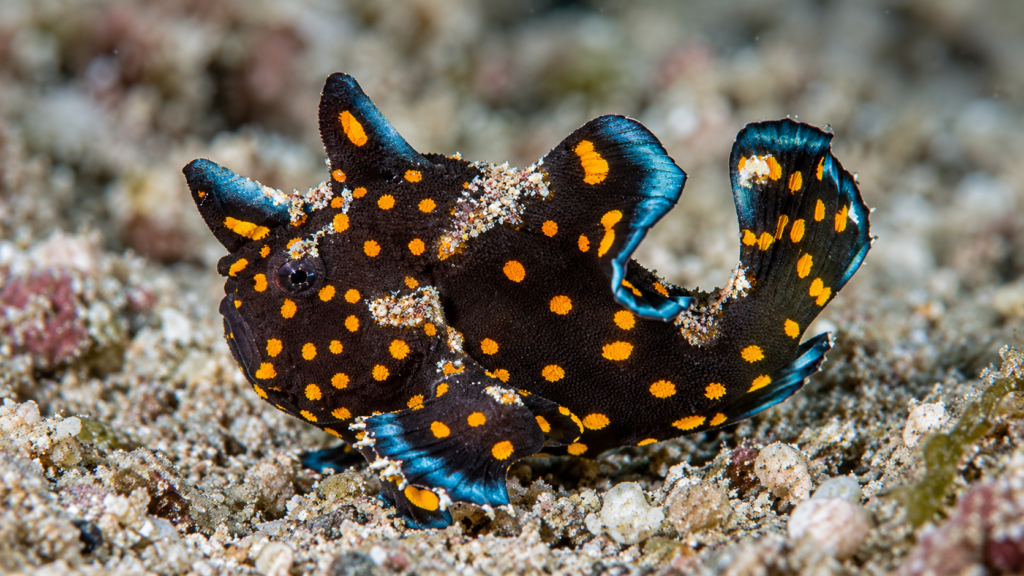 Spotted Frgofish