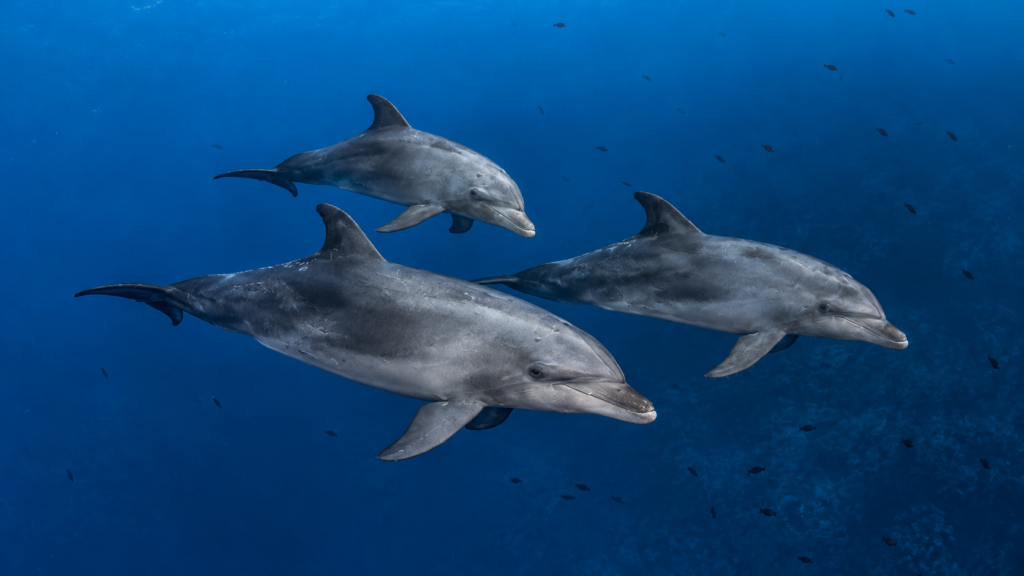 Bottlenose Dolphins